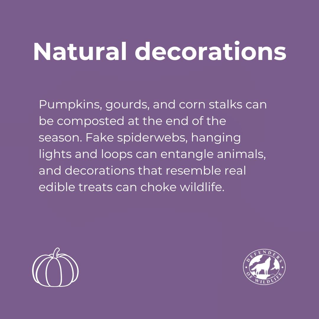 Natural Decorations - pumpkins, gourds, and corn stalks can be composted at the end of the season. fake spiderwebs, hanging lights and loops can entangle animals, and decorations that resemble real edible treats can choke wildlife. 